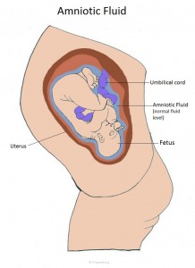 amniotic fluid picture
