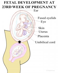 Picture of 23 Weeks Pregnancy Fetal Development