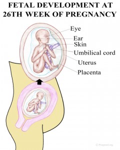 Picture of 26 Weeks Pregnancy Fetal Development