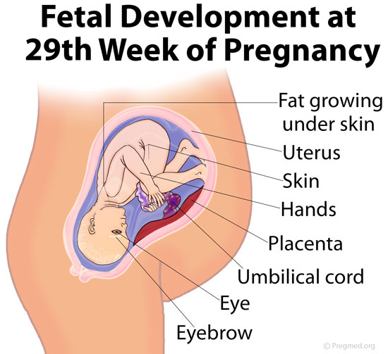 29 Weeks Pregnant Picture