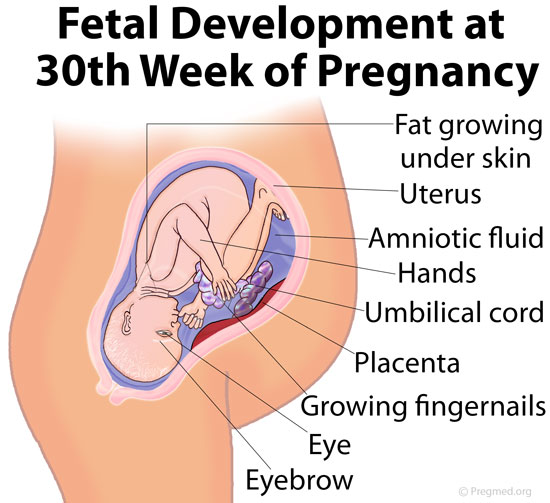 30 Weeks Pregnant Picture