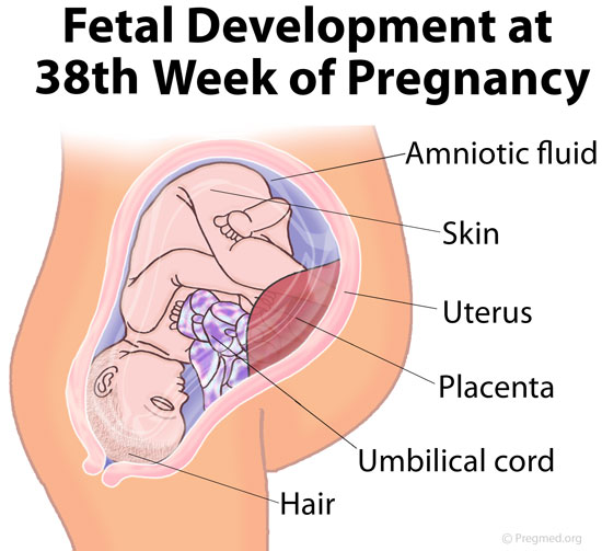 38 Weeks Pregnant Picture