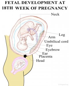 Baby Development Pregnancy Week 18