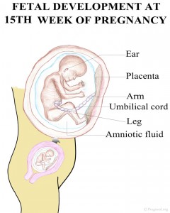 Fetal Development Pregnancy Week 15