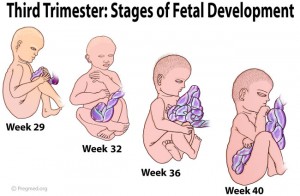 Third Trimester