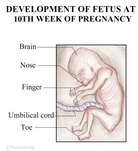 Week 10 Pregnancy