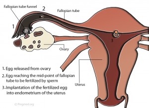 Week 3 Pregnancy