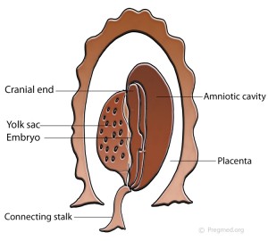 Week 4 Pregnancy
