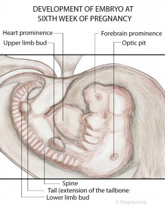 Week 6 Pregnancy
