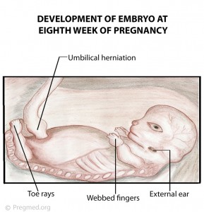 Week 8 Pregnancy