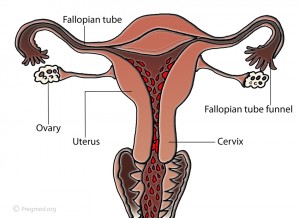 Week 1-2 Pregnancy