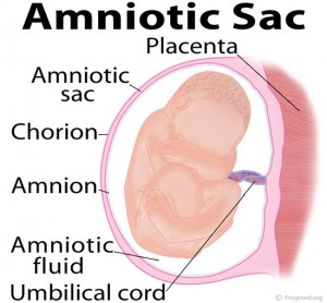 Amniotic Sac