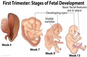First Trimester Baby Development
