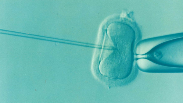 IVF Full Form
