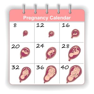 Pregnancy Calendar