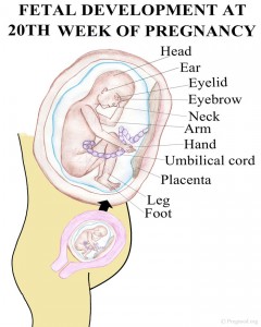 how produced amniotic fluid Symptoms, Development, Ultrasound  Baby Weeks Pregnant  20
