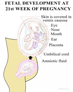 Baby Development Pregnancy Week 21