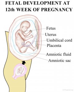 Fetal Development at Pregnancy Week 12