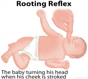 Rooting Reflex